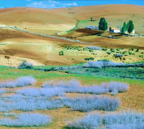 Middle Atlas Mountains Day Trip from Fez